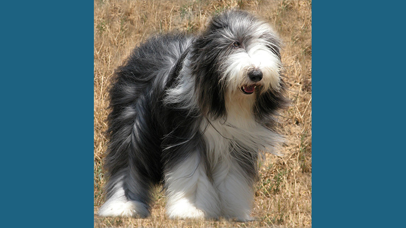 Bearded Collie 10