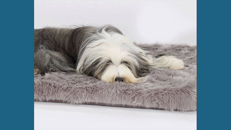 Bearded Collie 11