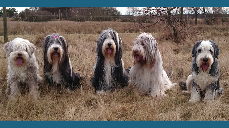 Bearded Collie 12