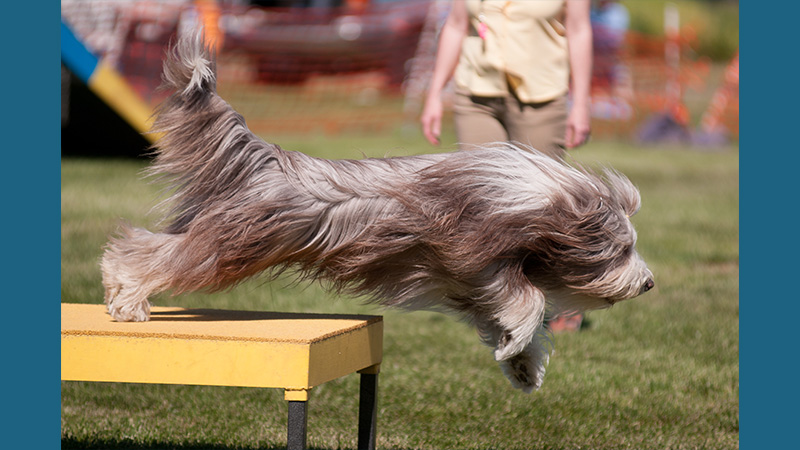 Bearded Collie 13