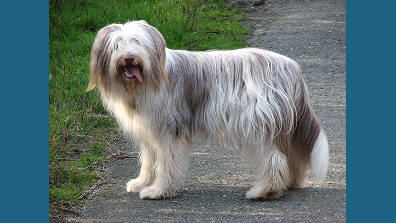 Bearded Collie 2