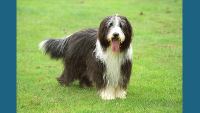 Bearded Collie 3