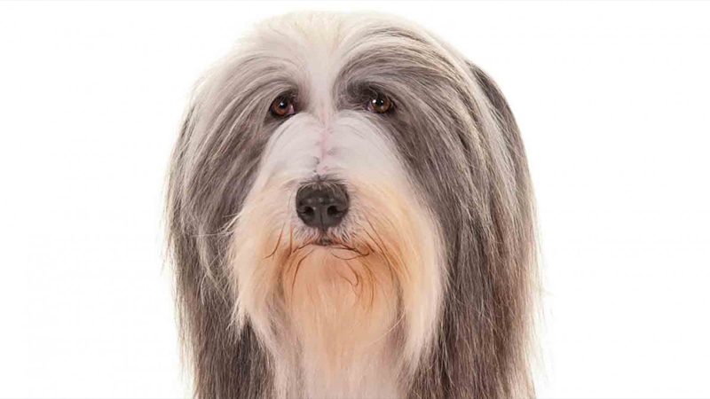 Bearded Collie 4