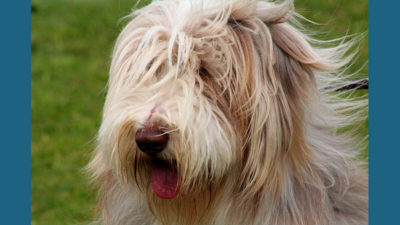 Bearded Collie 6