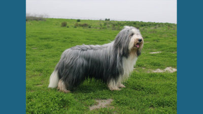 Bearded Collie 7