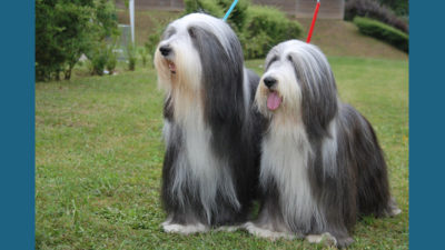 Bearded Collie 8