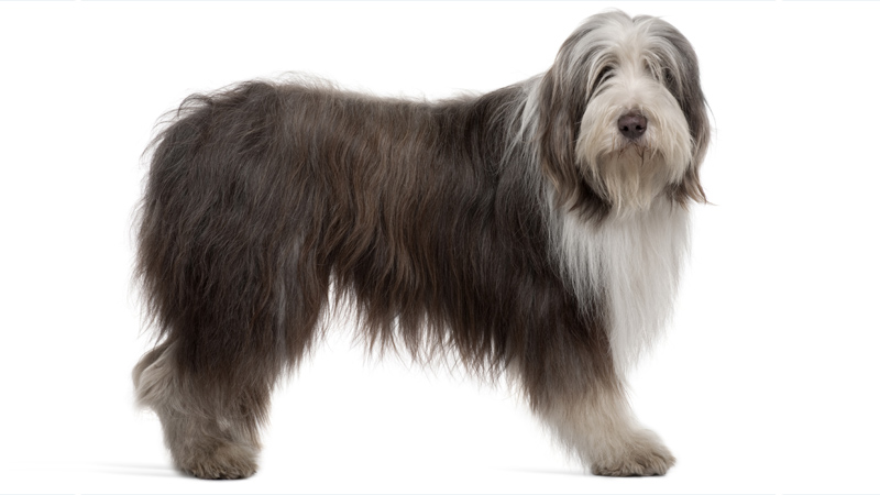 Bearded Collie 9