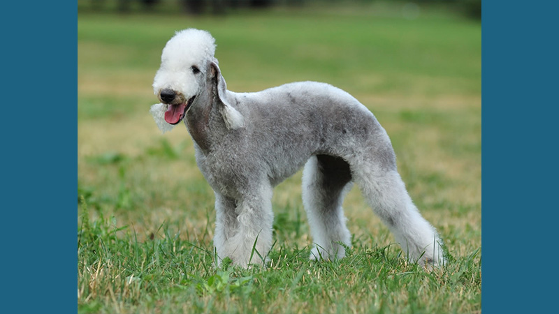 Bedlington Terrier 1