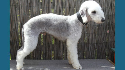 Bedlington Terrier 10