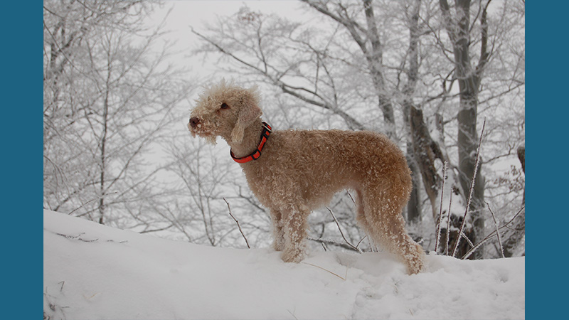 Bedlington Terrier 11