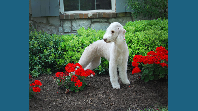 Bedlington Terrier 12