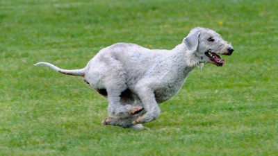 Bedlington Terrier 13