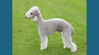 Bedlington Terrier 14