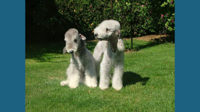 Bedlington Terrier 2