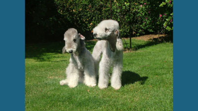 Bedlington Terrier 2