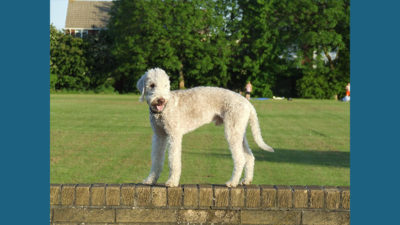 Bedlington Terrier 3