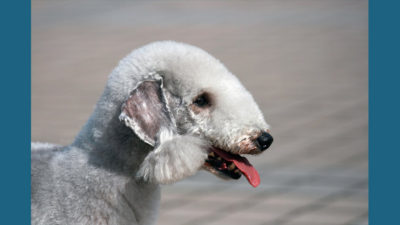 Bedlington Terrier 4