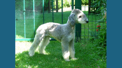 Bedlington Terrier 5