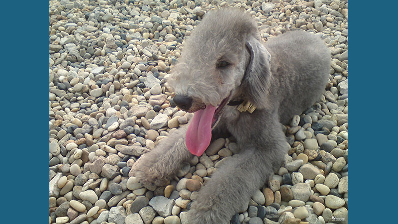 Bedlington Terrier 6