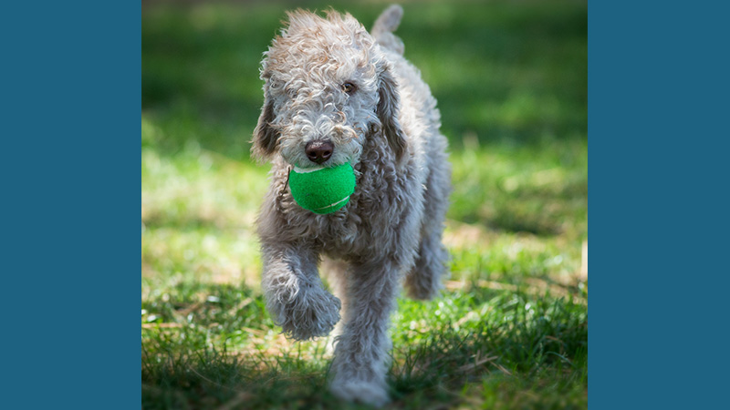 Bedlington Terrier 7
