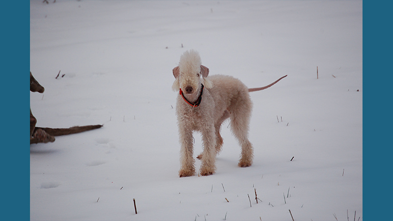 Bedlington Terrier 8