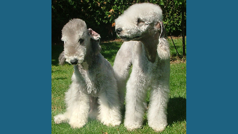 Bedlington Terrier 9