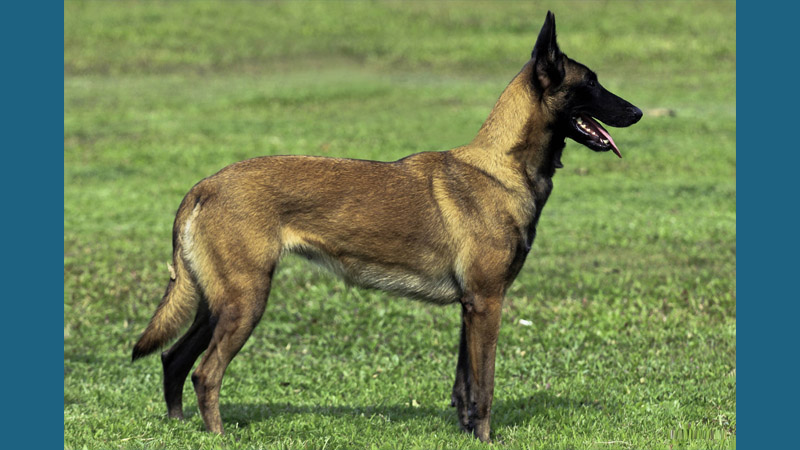 Belgian Malinois 1