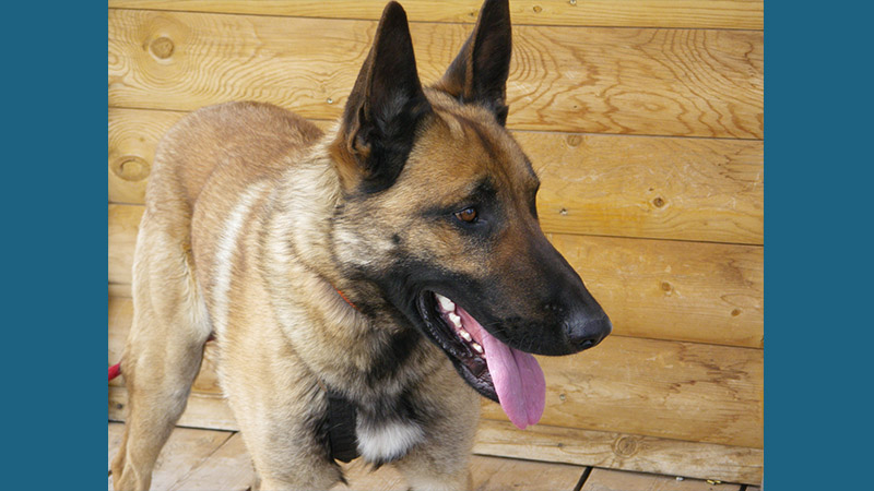 Belgian Malinois 10