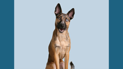 Belgian Malinois 11