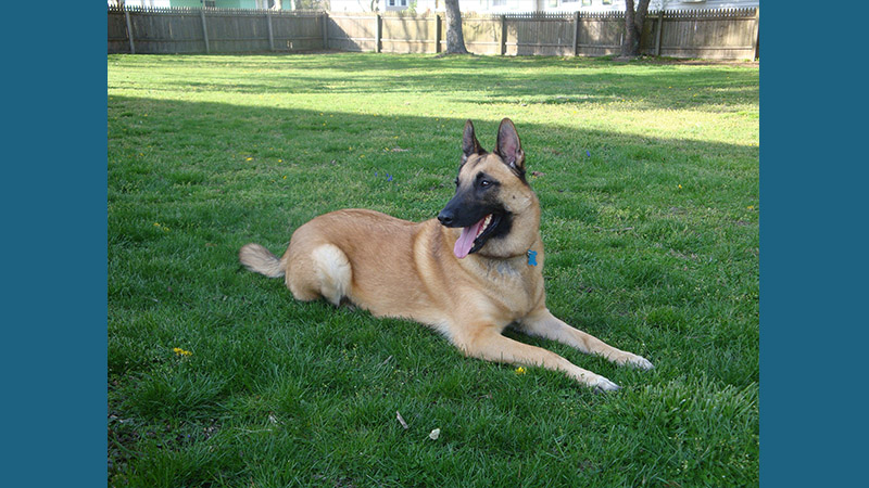 Belgian Malinois 12