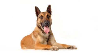 Belgian Malinois 13