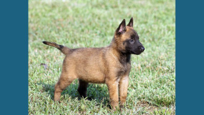 Belgian Malinois 2