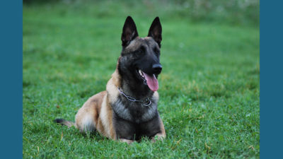 Belgian Malinois 3