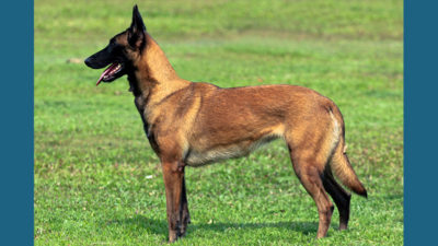 Belgian Malinois 5