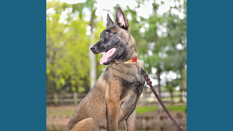 Belgian Malinois 6