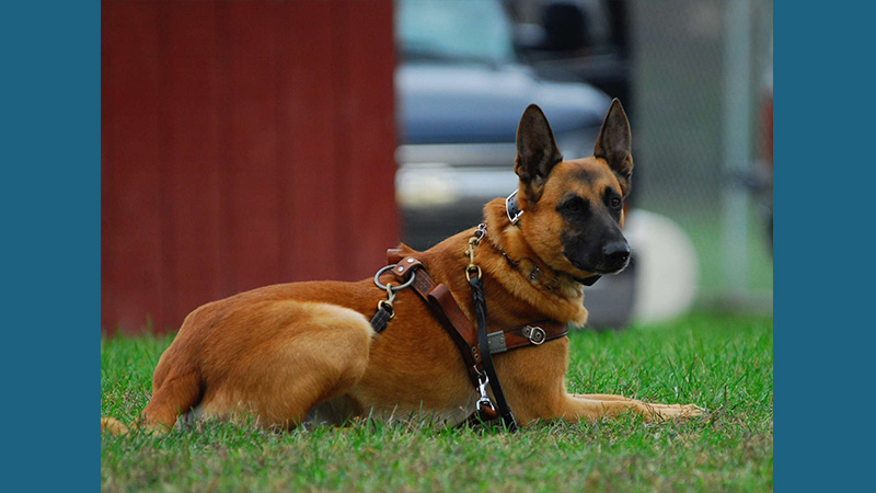 Belgian Malinois 7