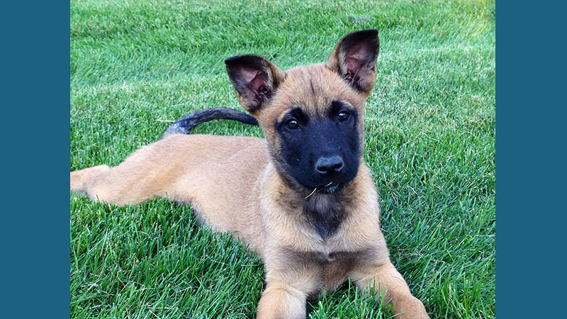 Belgian Malinois 8