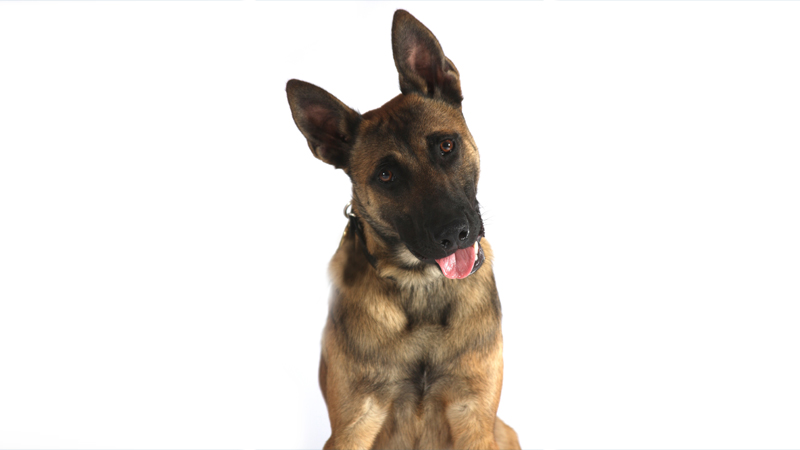 Belgian Malinois 9