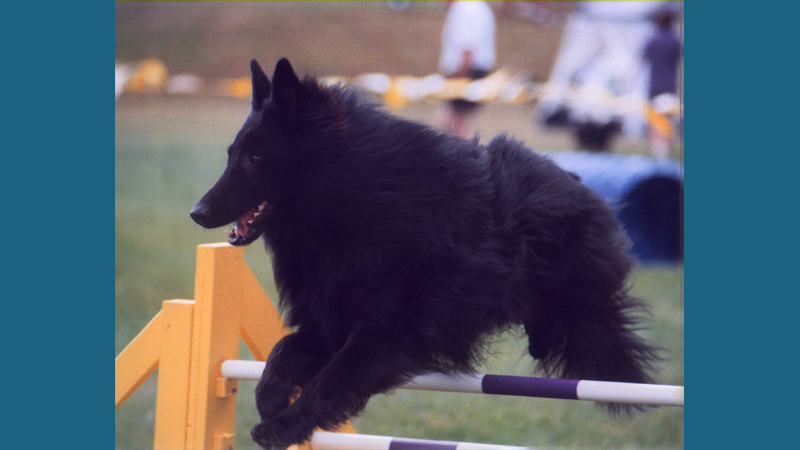 Belgian Sheepdog 1