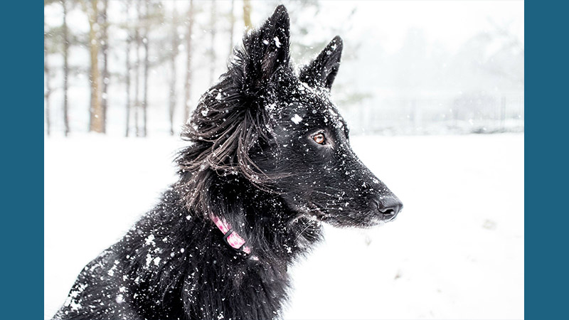 Belgian Sheepdog 10