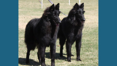 Belgian Sheepdog 11