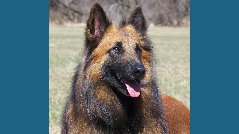 Belgian Sheepdog 12