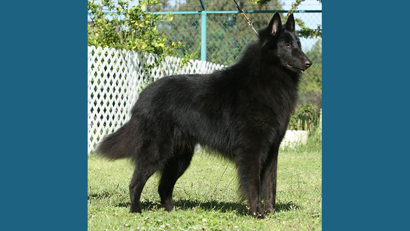 Belgian Sheepdog 13