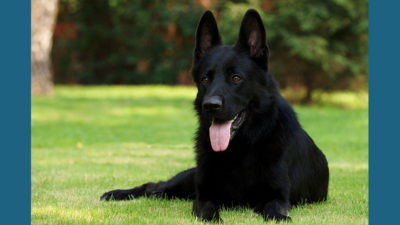 Belgian Sheepdog 14