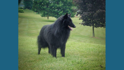 Belgian Sheepdog 15