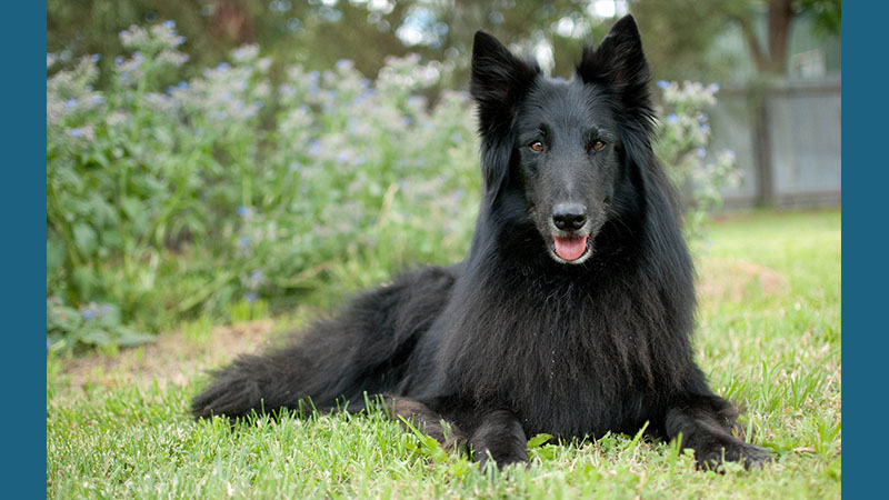 Belgian Sheepdog 16