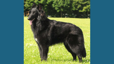 Belgian Sheepdog 2