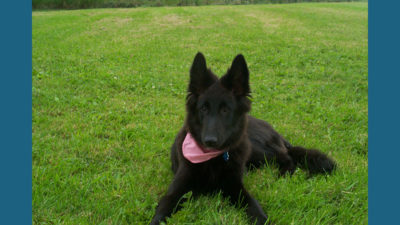 Belgian Sheepdog 3