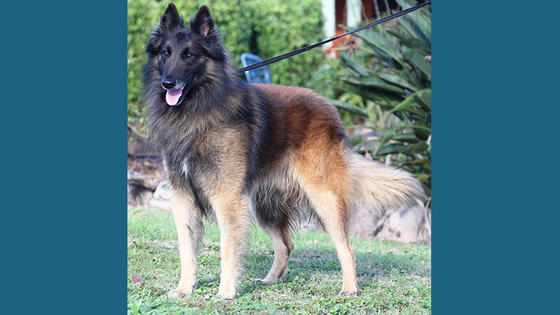 Belgian Sheepdog 4