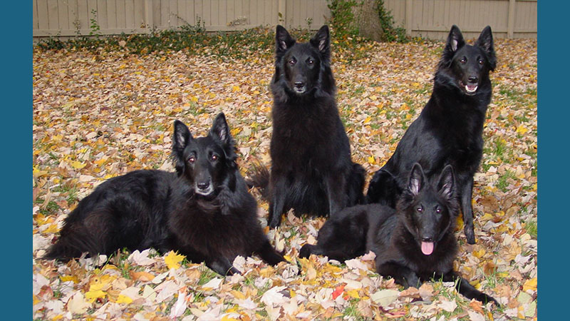 Belgian Sheepdog 5